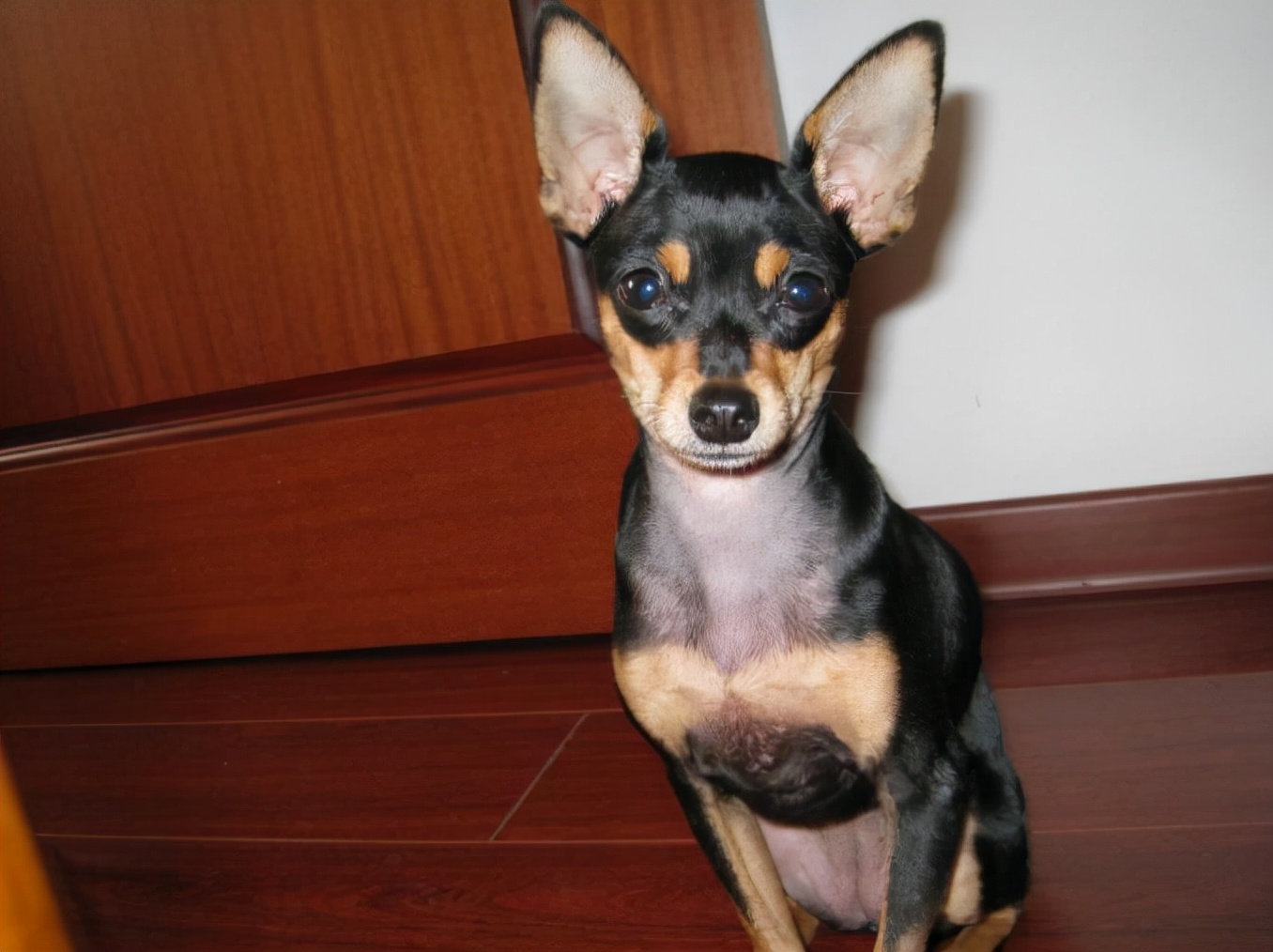 为什么不建议养小鹿犬，饲养小鹿犬的注意事项