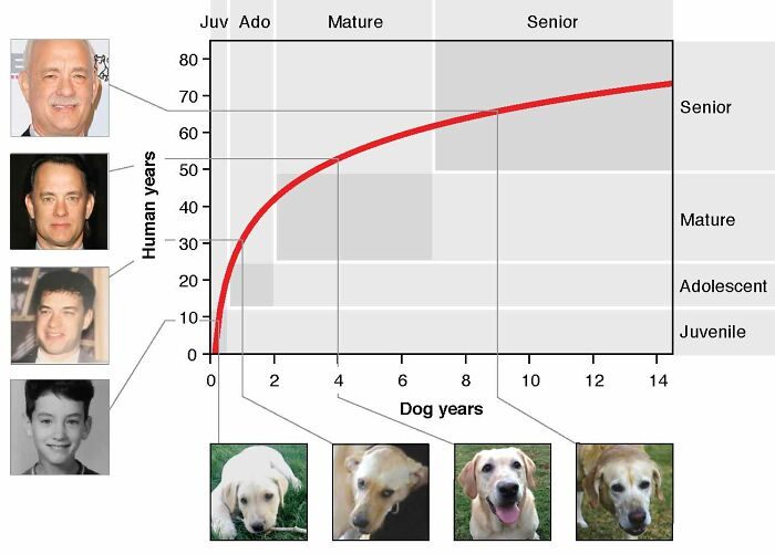 圣地亚哥时间和北京时间换算(名兽医：狗狗1岁等于人类31岁！附加州大学最新人狗年龄换算图)