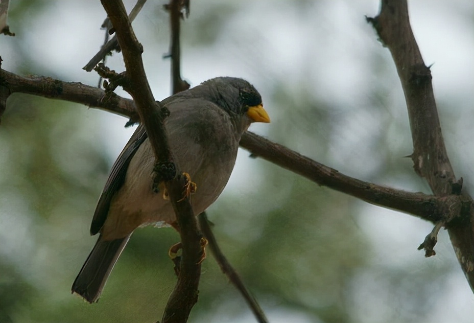 鹀怎么读？鹀的读音和意思