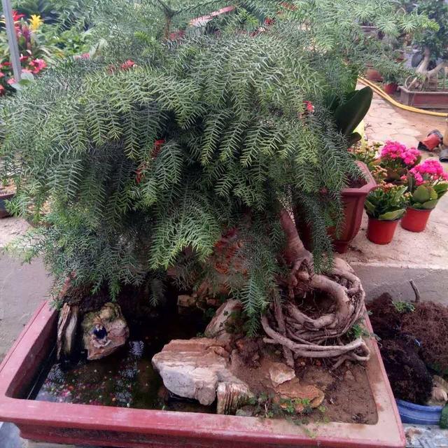 澳洲杉是一种高端的盆景，颜值高又大气，养护简单没有病虫害