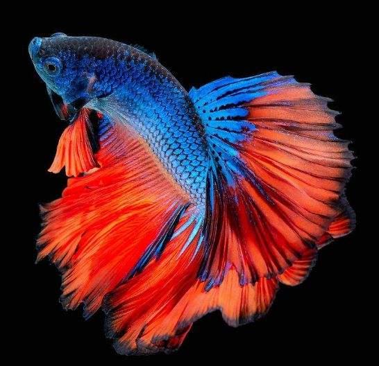 倒不是说泰斗不好,在我国的观赏鱼爱好者当中,泰斗的发烧友还是很多的