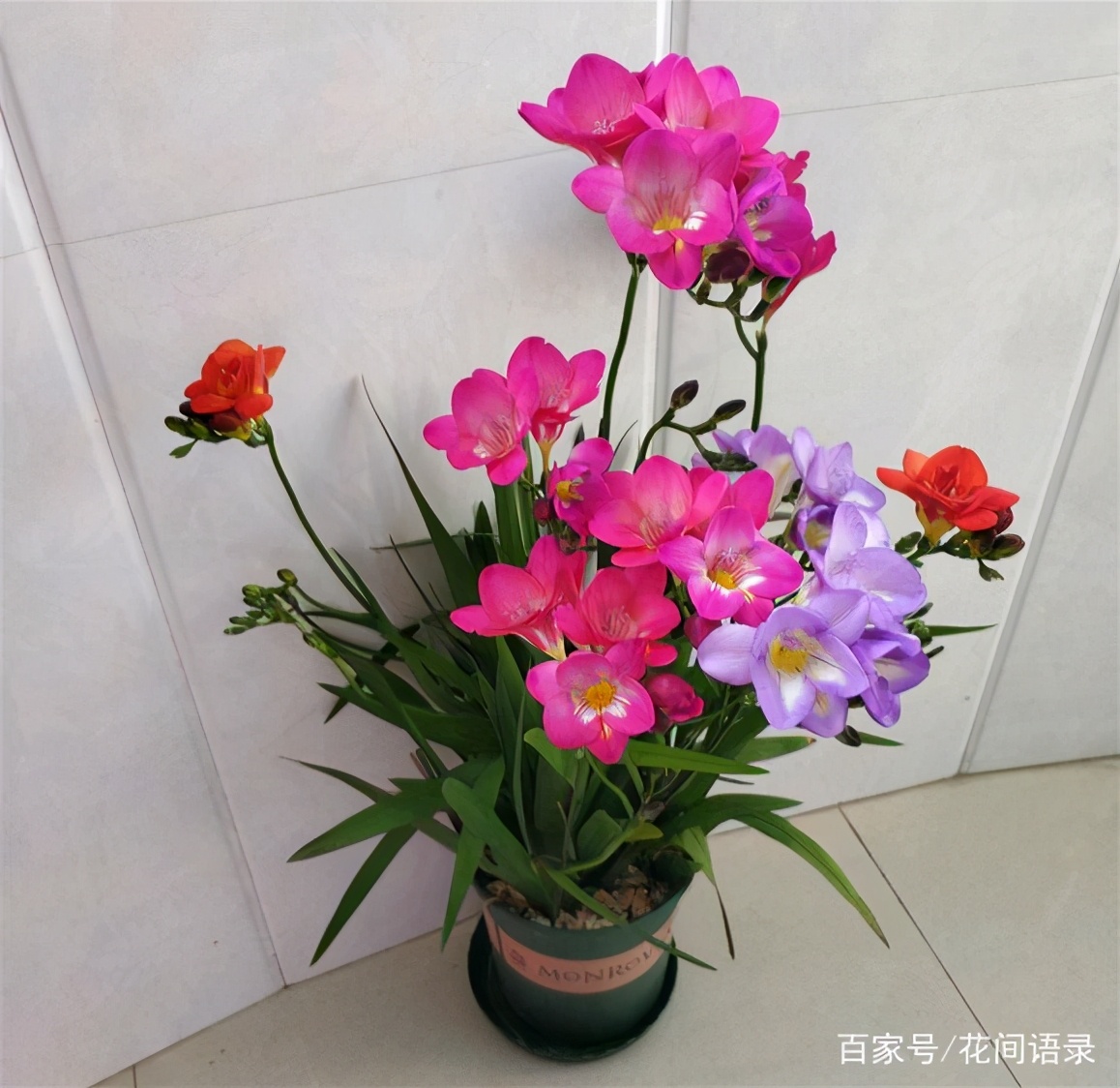 碰碰香开花的样子（适合热天养的香香花放客厅雅致）