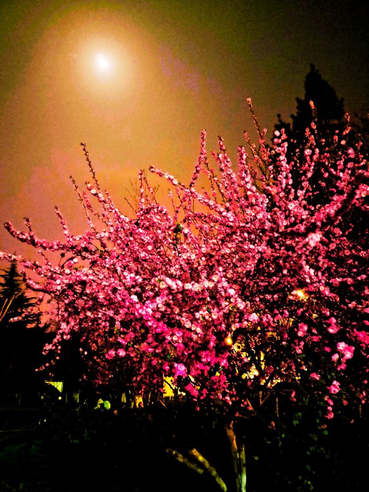 春天晚上的夜景图片图片