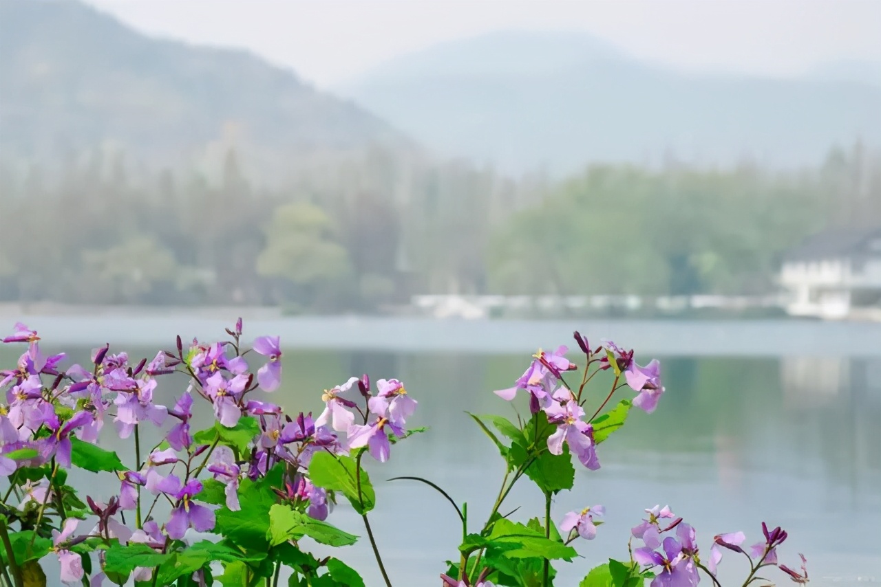 春晓是谁(周振甫 ‖ 孟浩然《春晓》赏析)