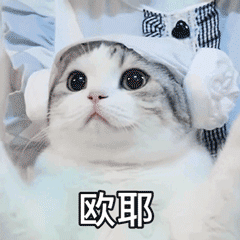 十大最适合家庭饲养的猫咪品种推荐