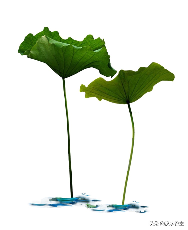 荷花有关知识及字词诗文（闲情偶寄芙蕖）