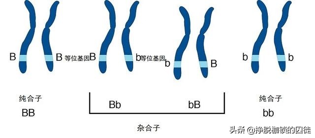 近亲为什么不能结婚？有哪些危害？