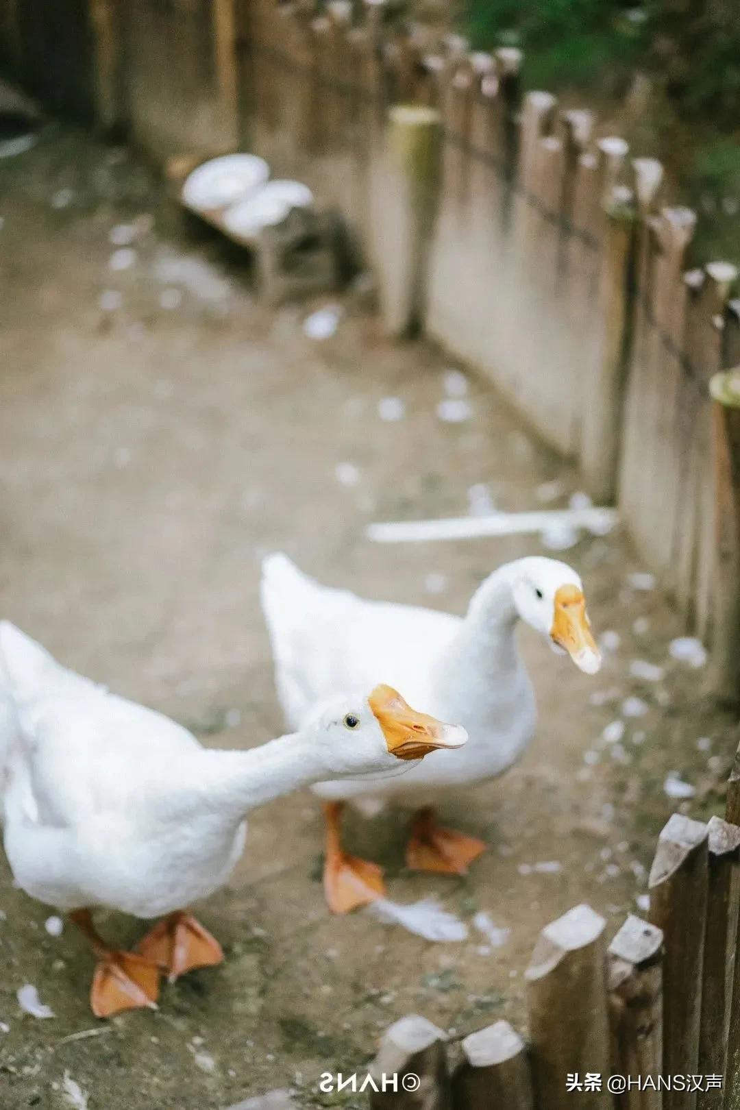 武汉玩越野车的旅游景点(武汉适合小孩玩的旅游景点) 武汉玩越野车的旅游景点(武汉适合小孩玩的旅游景点)