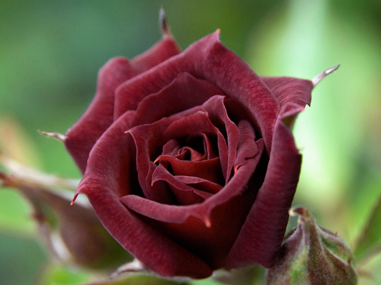 黑玫瑰图片黑玫瑰的花语