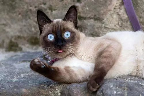 九大常见猫咪品种，你喜欢哪个?