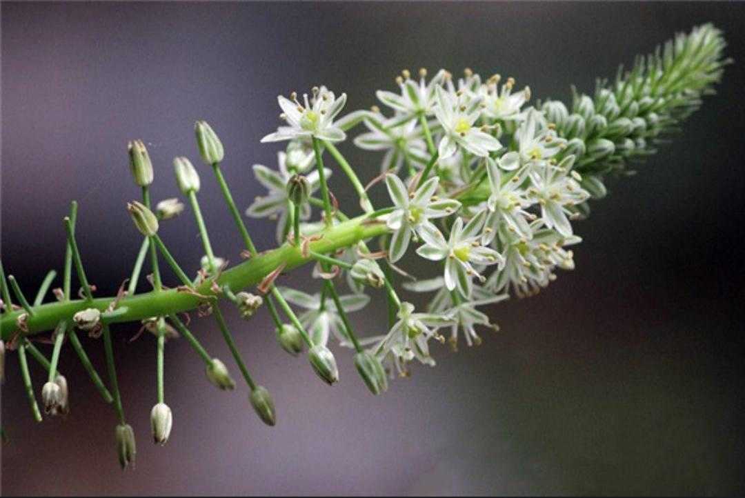 百花虎眼万年青图片