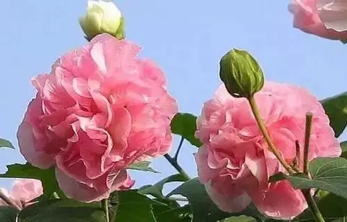 广州市市花是什么（全国56个城市的市花介绍）