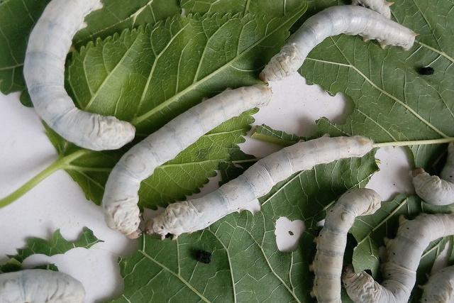 蚕结茧后几天蚕蛾从茧中钻出来 蚕宝宝成茧后多久出来-起航号