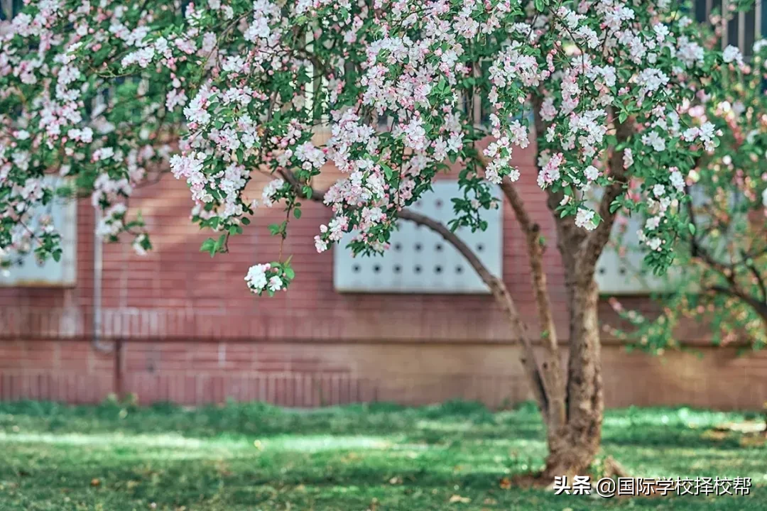 北京这所老牌私立校，获85所世界名校、658个通知书、人均9.3份