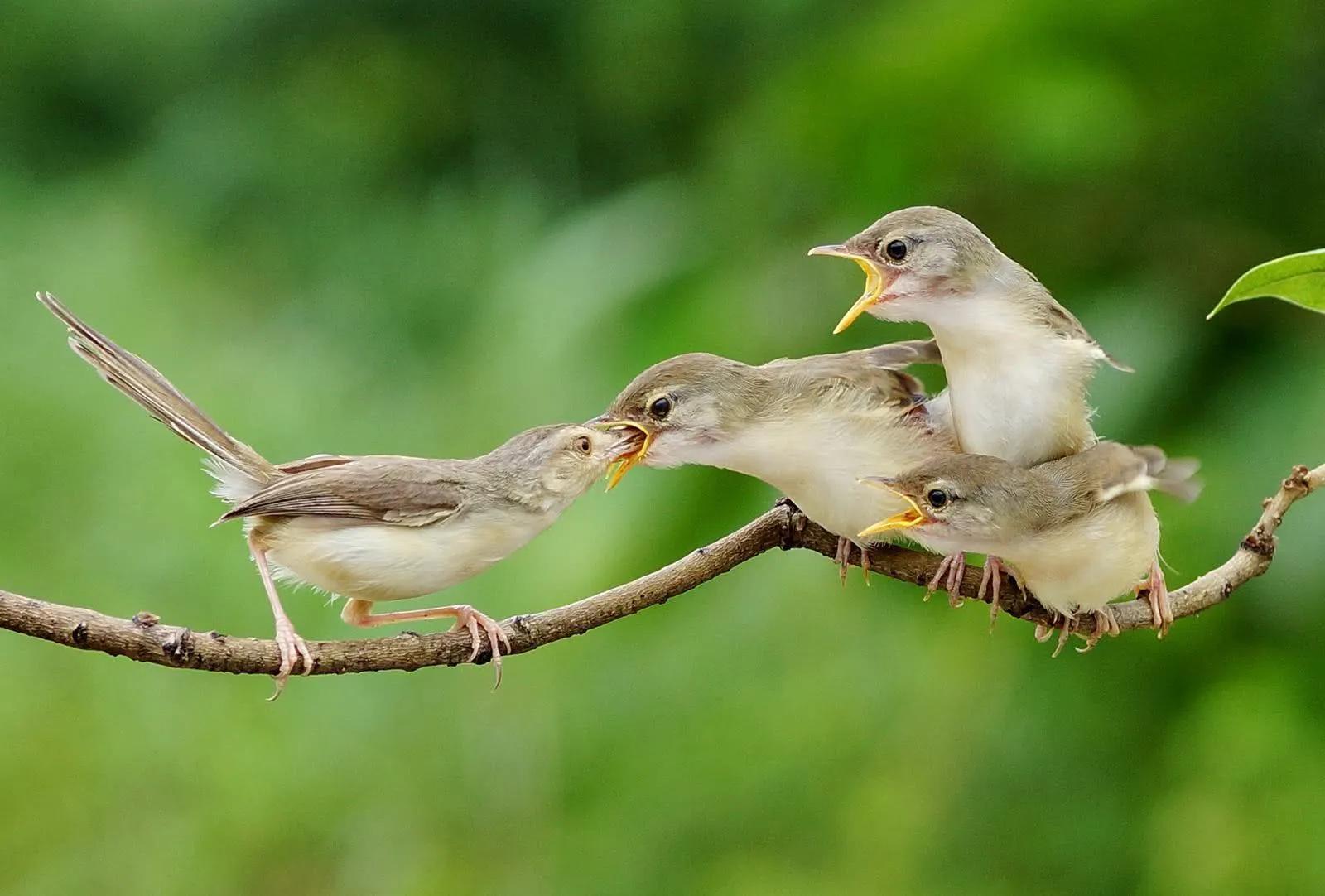 从"烏鸦反哺"想到的