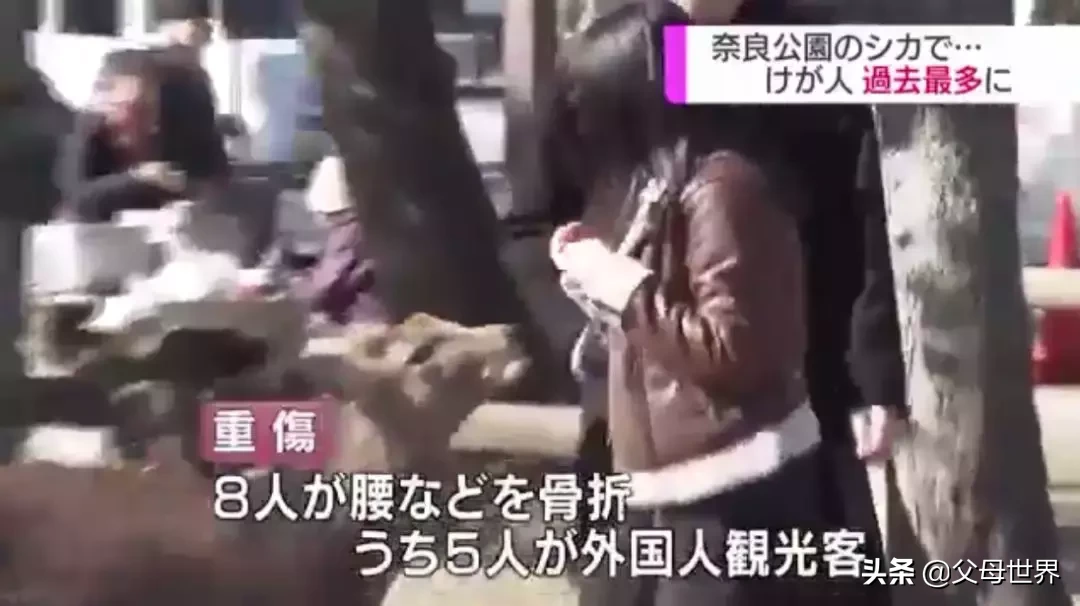 奈良小鹿一年伤了209人!8人骨折!原来鹿有这个反应是攻击的意思