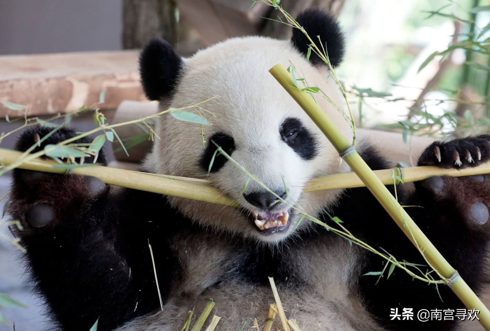 俗话说“竹子开花，赶快搬家”，为什么老人认为竹子开花不好？