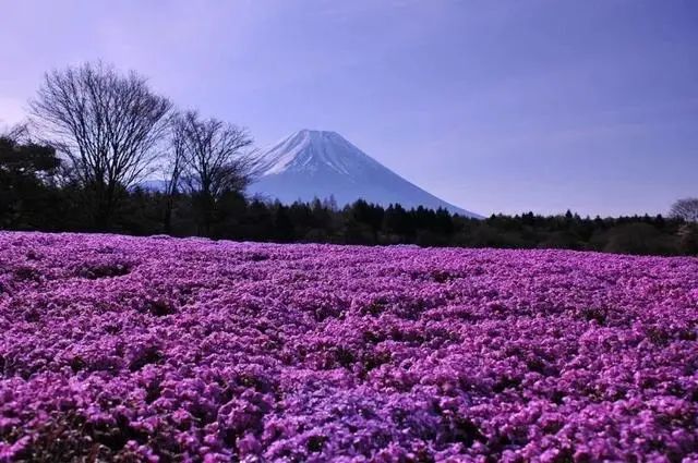 新鲜出炉66个日本有趣的冷门知识，掌握了日本人都觉得你666！