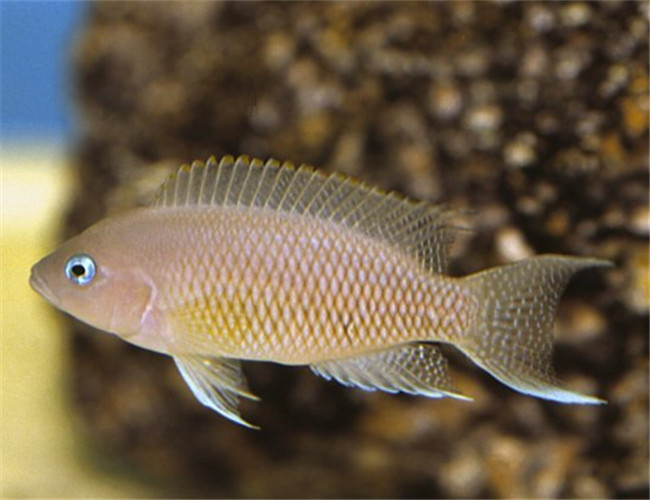 白玉凤凰鱼怎么养详细介绍「干货」 -骁龙网