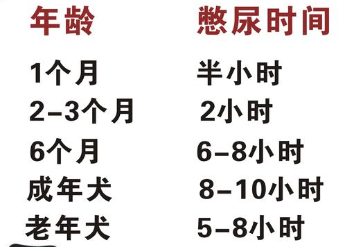 狗狗憋尿能憋多长时间（狗狗憋尿憋多长时间对他无害）-第5张图片-华展网