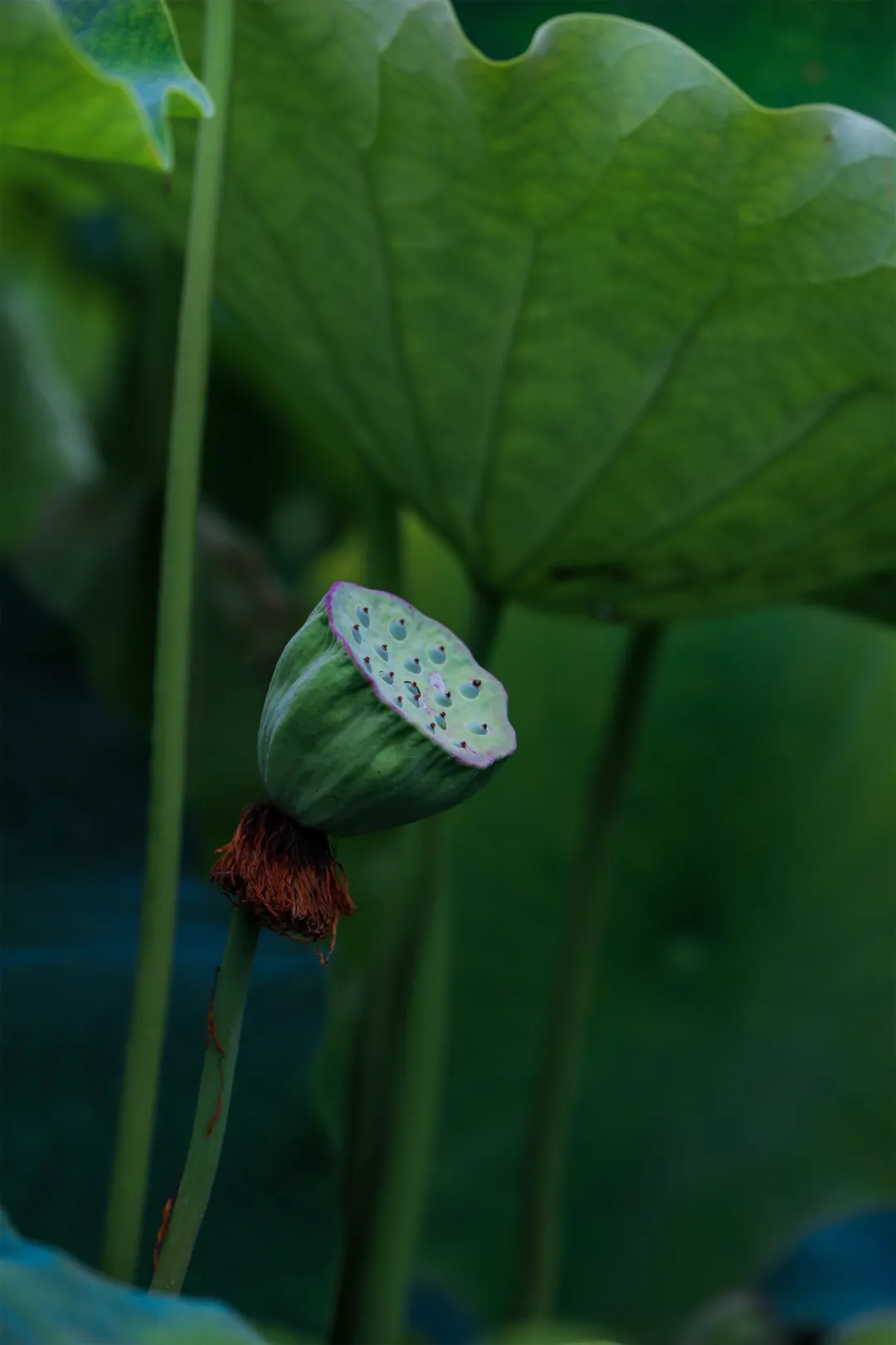 和顺古镇 | 水上印象 又是一年赏荷季