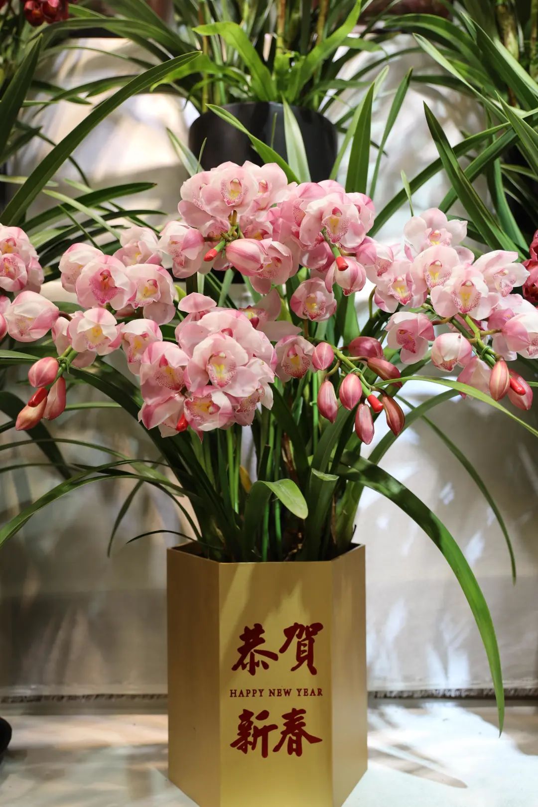 过年要有仪式感,从一束年宵花开始