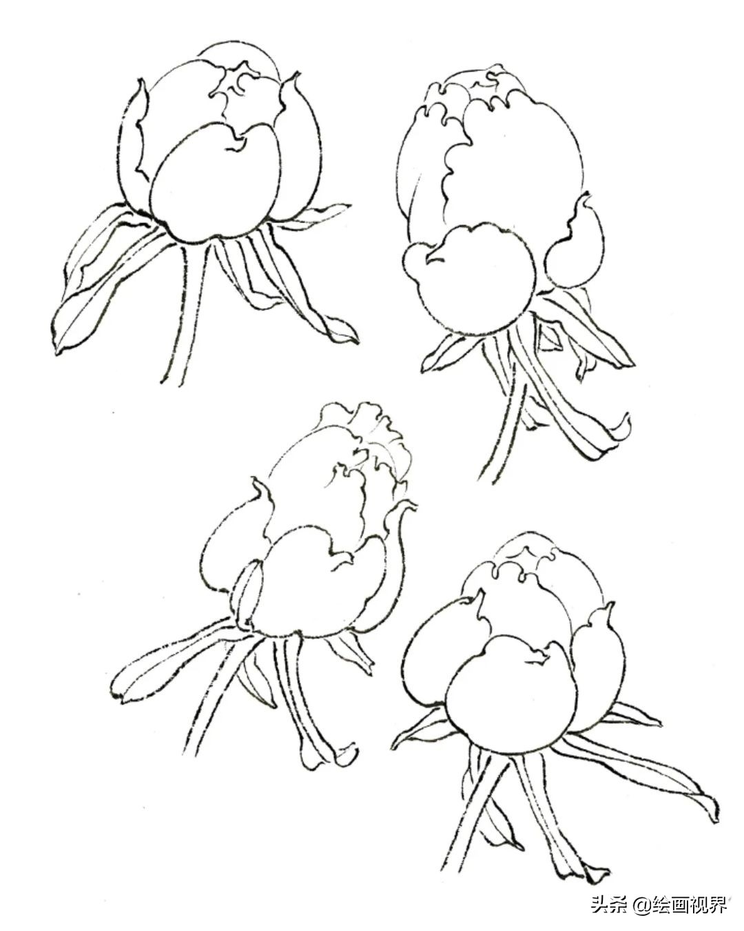 牡丹小蕾白描画法牡丹大蕾白描画法【画法要点】花蕾宜上扬,忌下垂