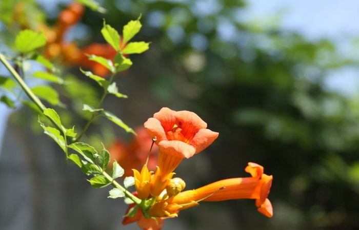 凌霄花种在院子里，满枝都是橙红色花，充满生机太美了