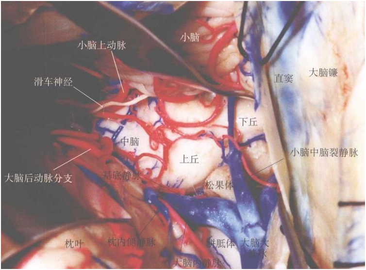 蒋晓帆教授：医学教育核心是“师带徒”认知学徒制教育模式