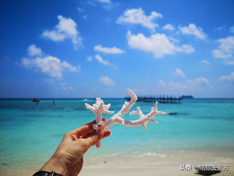 西沙~南海中的一片莲