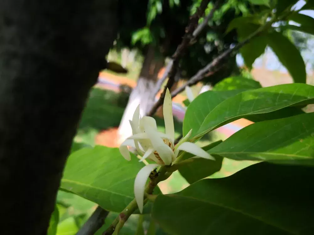 缅桂花开 —— 藏在凤凰山中的洁白清香