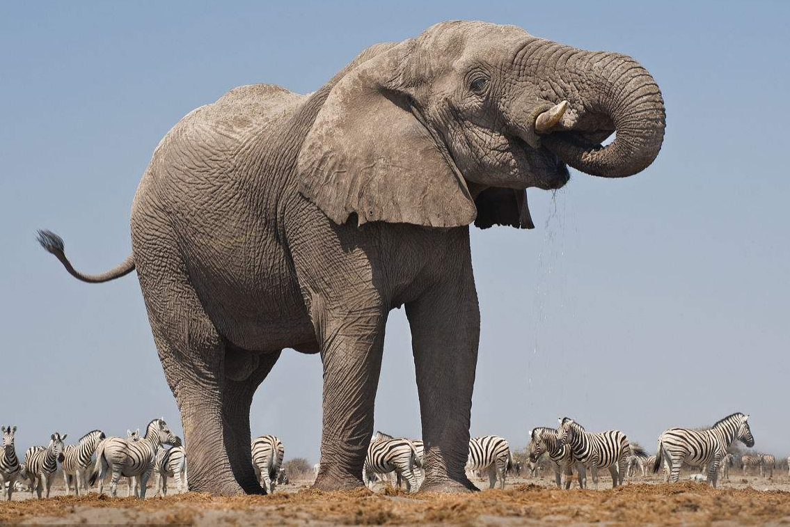 人造革是什么样子的（超全面珍稀皮革博览：33种罕见皮革材料图文集合）