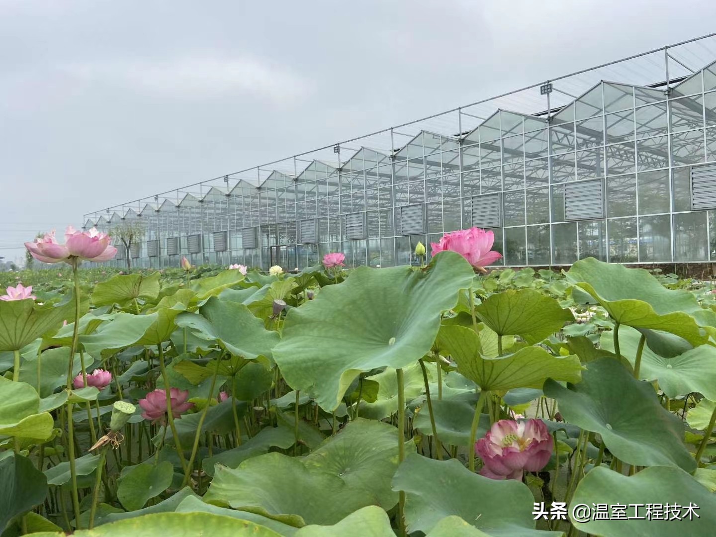 蔬菜大棚造价每亩,蔬菜大棚造价每亩多少钱