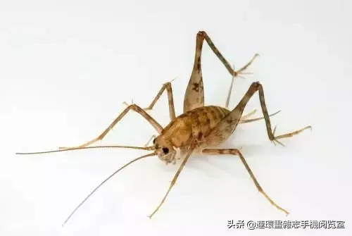 另一種廣為人知的鳴蟲就是蟋蟀科(gryllidae),俗稱