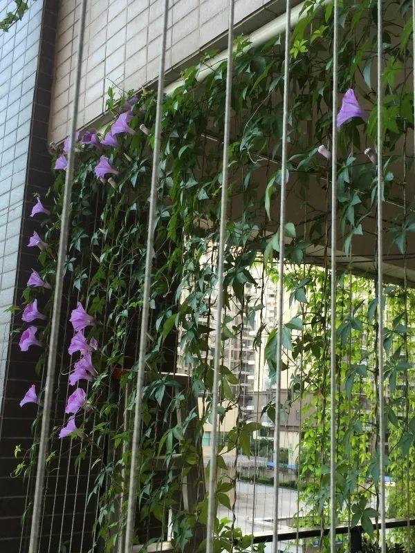 买遮阳窗帘容易交智商税，不如在窗前种一片绿植，省钱又环保