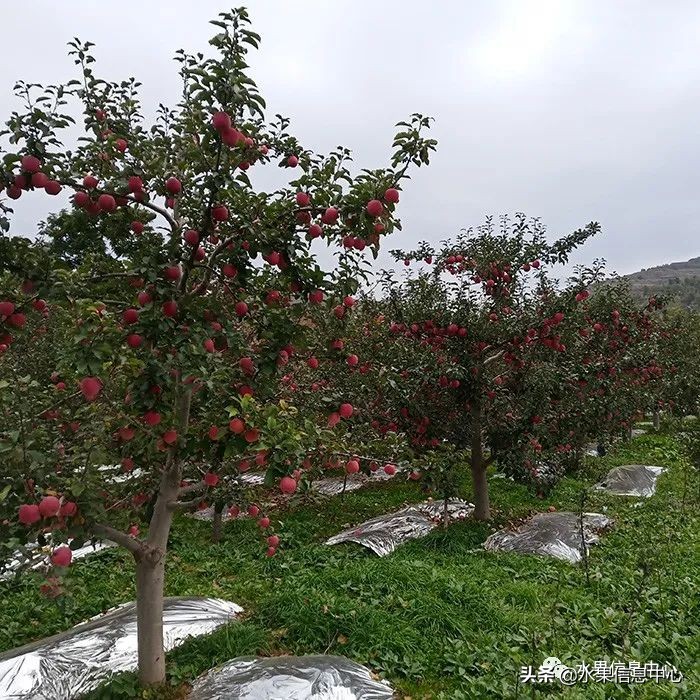 苹果的产地,苹果的产地主要在哪里