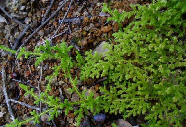 收鸡草的功效与作用(收鸡草的功效与作用禁忌)-我的快乐小窝