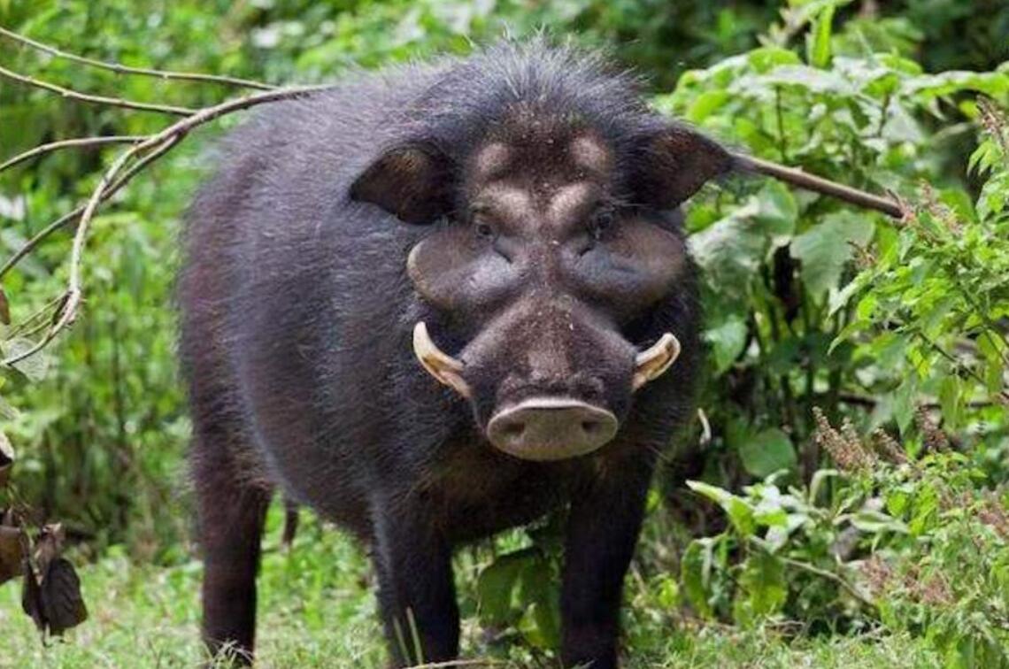 网友疑惑野猪是否吃蛇?