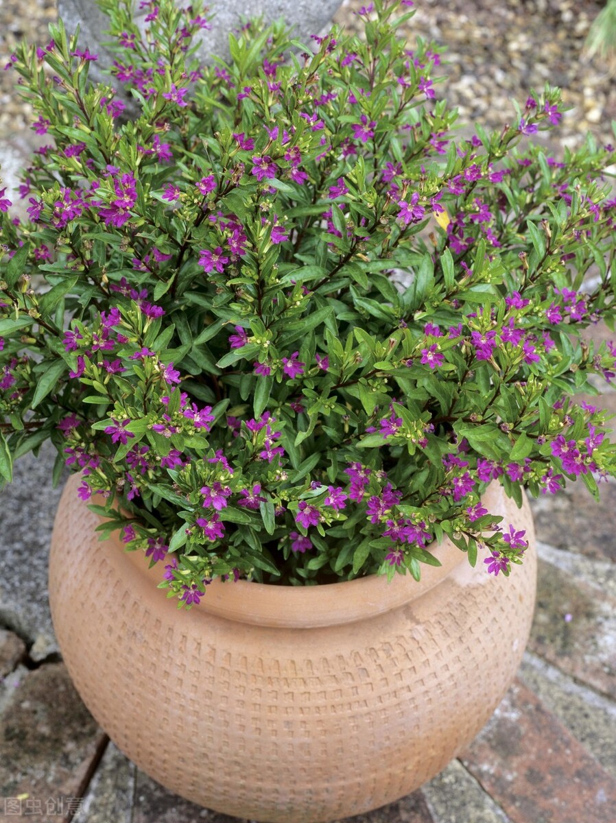萼距花(耐高温,耐晒的6种观赏花卉,没啥病虫害,容易养开花,适合新手)