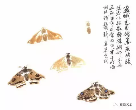 大家一起来学丨写意昆虫画法（蜂蝶蛾）