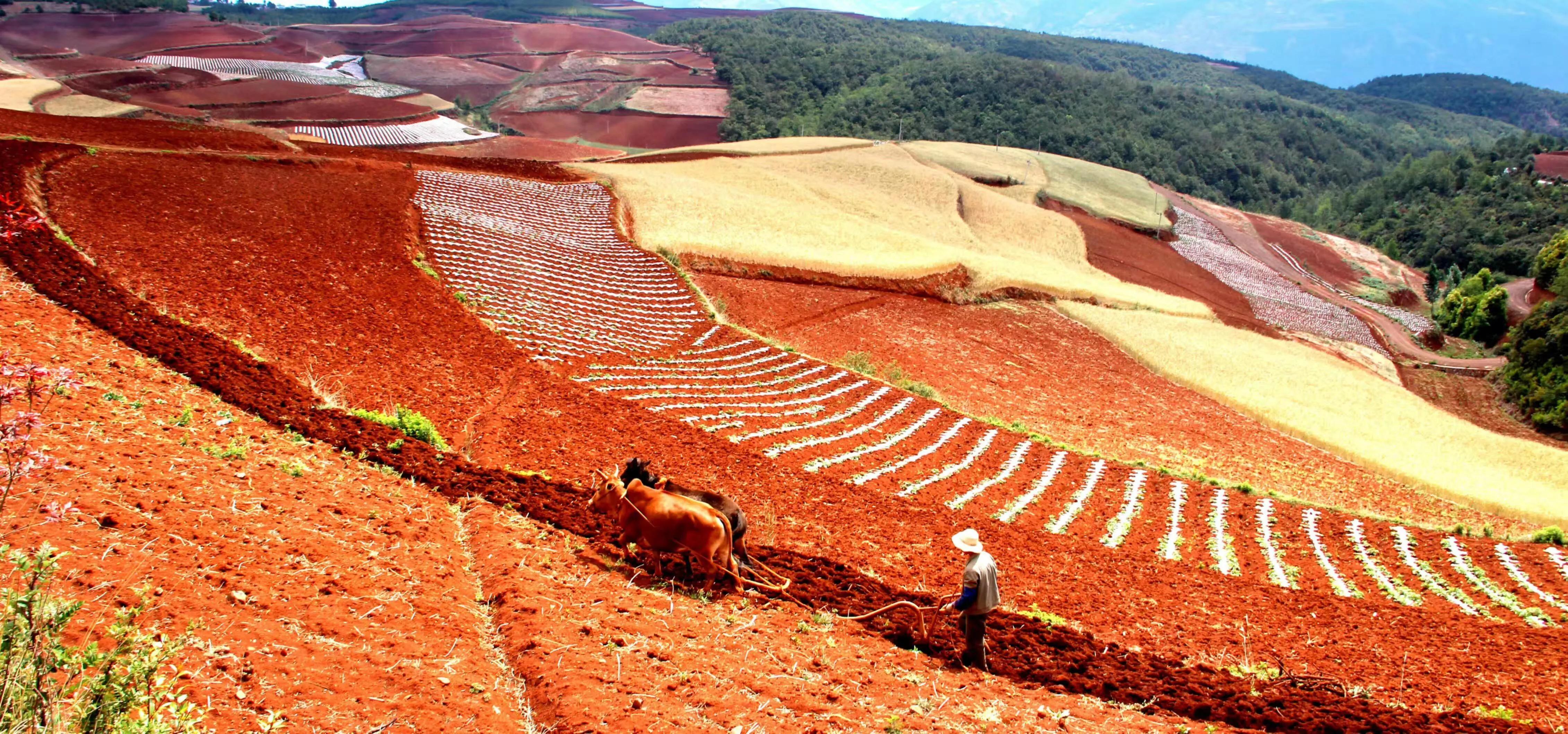 乡土散文:红土地的美丽与哀愁