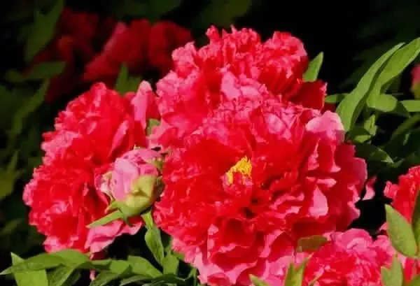 100种名贵牡丹鉴赏 绘画好素材（报花名）