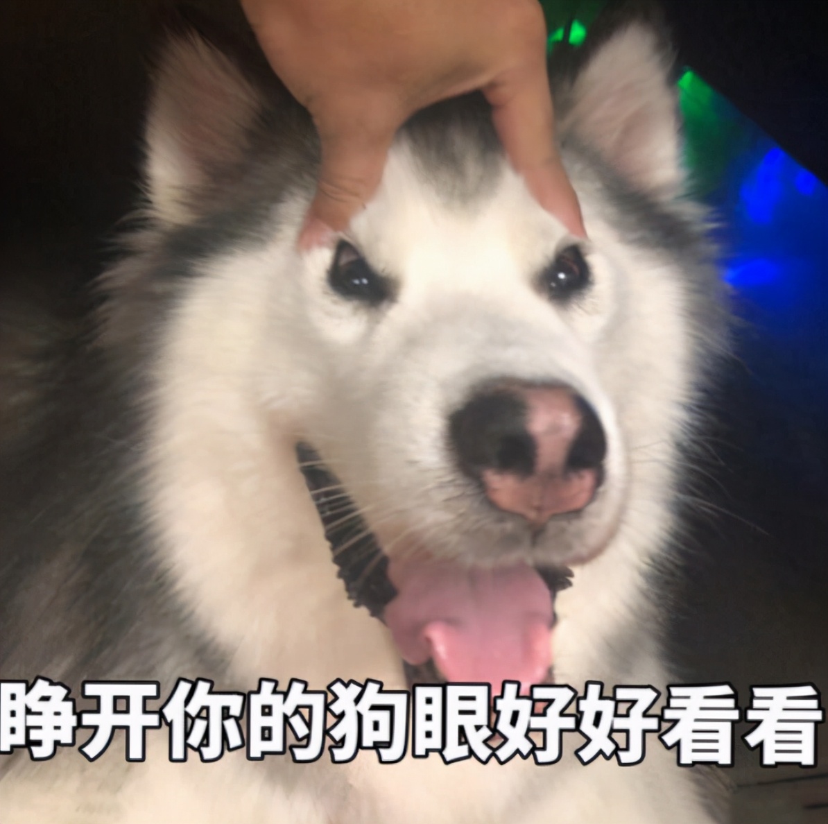 狗狗常用名TOP10：十大最受欢迎犬类名字排行榜