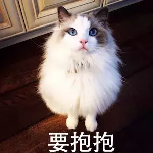 为什么布偶猫价格那么贵？新手铲屎官适合养布偶吗？