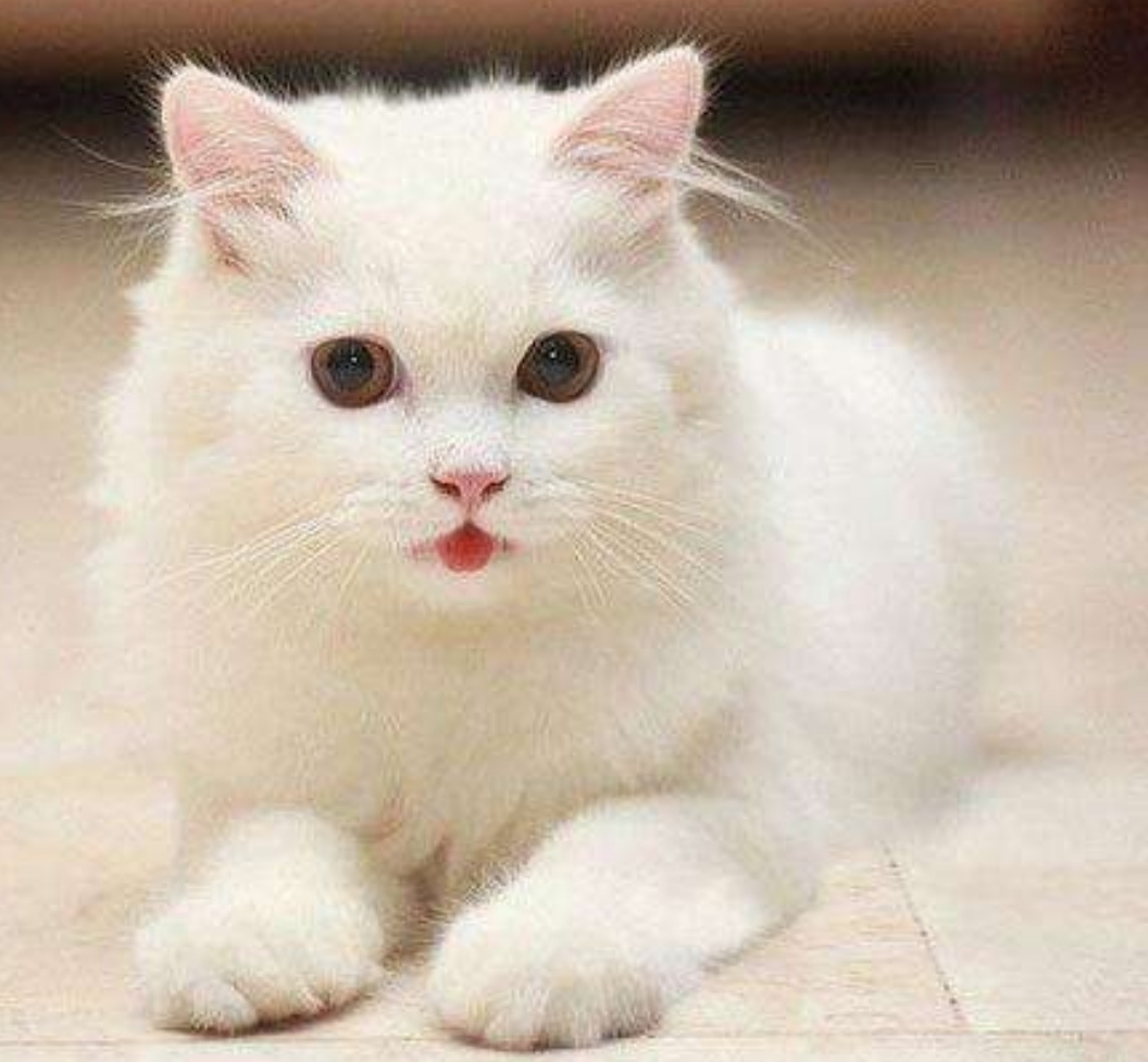 小动物的外形特点 写一个动物的外形50字 - 汽车时代网