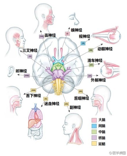 神经元结构示意图（神经元结构示意图手绘）-第29张图片-科灵网