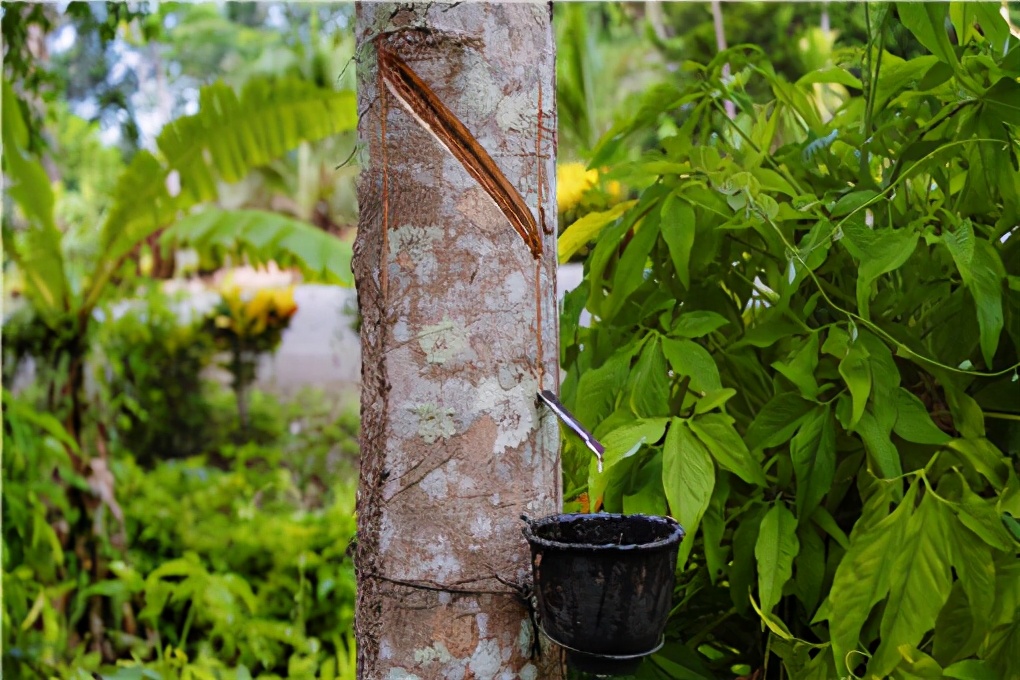 虽然其他植物也能够分泌出橡胶,比如:蒲公英的汁液也是橡胶,但只有