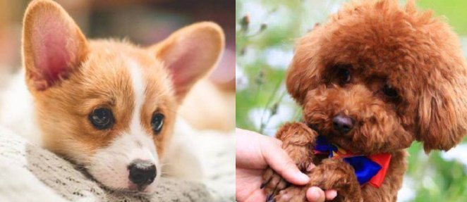 都是宠物犬，泰迪犬和柯基犬比较，谁更好饲养一目了然