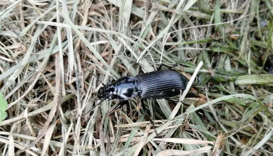 农田里的益虫大盘点