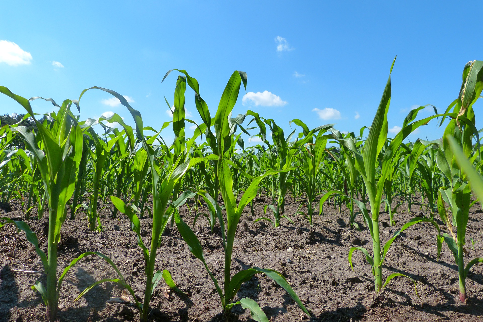 「试写2019全国II卷高考作文」忆峥嵘岁月，斫光芒坦途